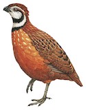 Gorgeted Wood Quail Illustration