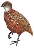 Venezuelan Wood Quail Illustration