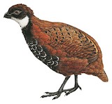 Black-breasted Wood Quail Illustration