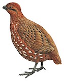 Stripe-faced Wood Quail Illustration