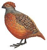 Starred Wood Quail Illustration