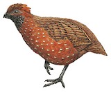 Spotted Wood Quail Illustration