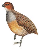 Tawny-faced Quail Illustration