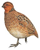 Singing Quail Illustration