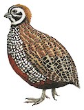 Montezuma Quail Illustration