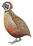 Ocellated Quail Illustration