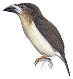 Sooty Barbet Illustration