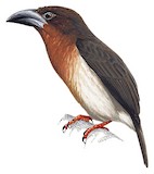 Brown Barbet Illustration