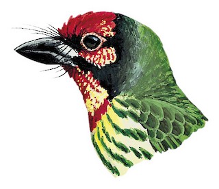 Psilopogon haemacephalus cebuensis