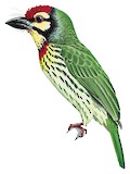 Coppersmith Barbet Illustration