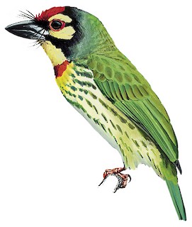 Psilopogon haemacephalus indicus