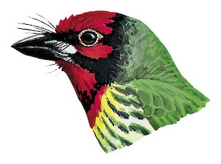 Psilopogon haemacephalus intermedius