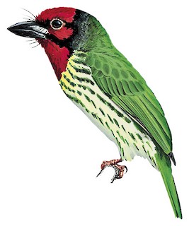 Psilopogon haemacephalus roseus