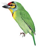 Crimson-fronted Barbet Illustration