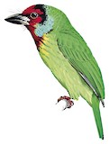 Malabar Barbet Illustration