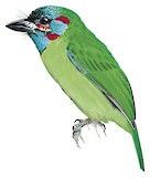 Blue-eared Barbet Illustration