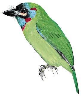 Psilopogon cyanotis orientalis