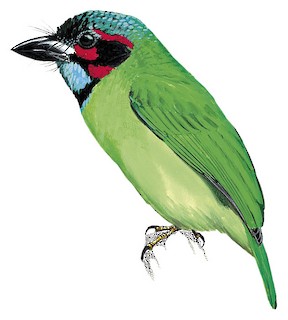 Psilopogon duvaucelii duvaucelii