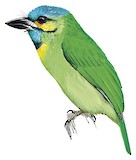 Yellow-eared Barbet Illustration