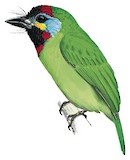 Bornean Barbet Illustration