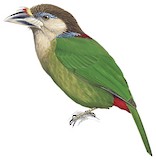 Red-vented Barbet Illustration