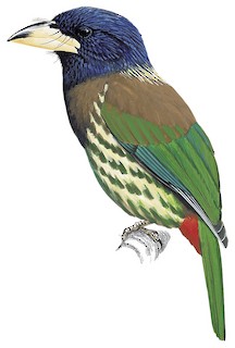 Psilopogon virens marshallorum