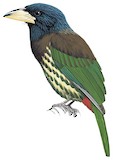 Great Barbet Illustration