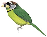 Fire-tufted Barbet Illustration