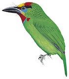 Red-throated Barbet Illustration