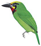 Black-banded Barbet Illustration