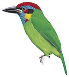 Red-crowned Barbet Illustration