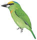 Flame-fronted Barbet Illustration