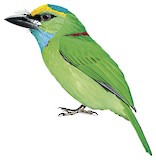 Yellow-crowned Barbet Illustration