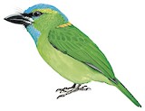 Golden-naped Barbet Illustration