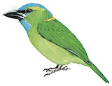 Golden-naped Barbet Illustration