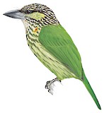 Green-eared Barbet Illustration