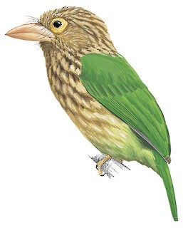 Psilopogon lineatus hodgsoni