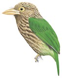 Lineated Barbet Illustration