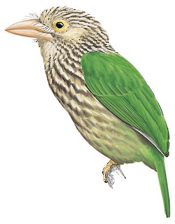 Psilopogon lineatus lineatus