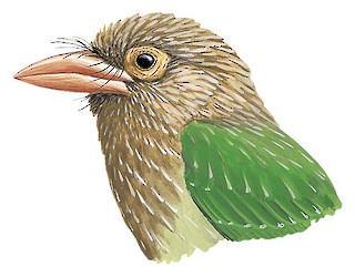 Psilopogon zeylanicus caniceps