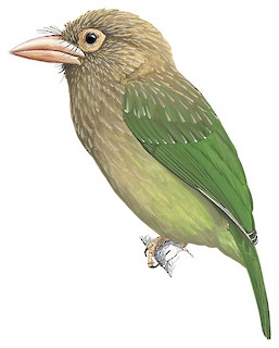 Psilopogon zeylanicus inornatus