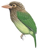 Brown-headed Barbet Illustration