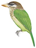 White-cheeked Barbet Illustration