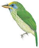 Yellow-fronted Barbet Illustration