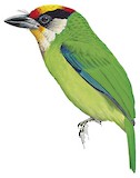 Golden-throated Barbet Illustration