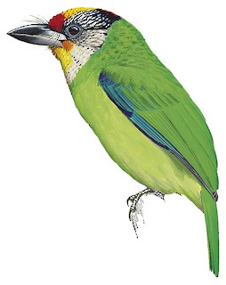 Psilopogon franklinii ramsayi