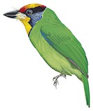 Necklaced Barbet Illustration