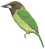 Brown-throated Barbet Illustration