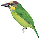 Golden-whiskered Barbet Illustration