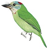 Mountain Barbet Illustration